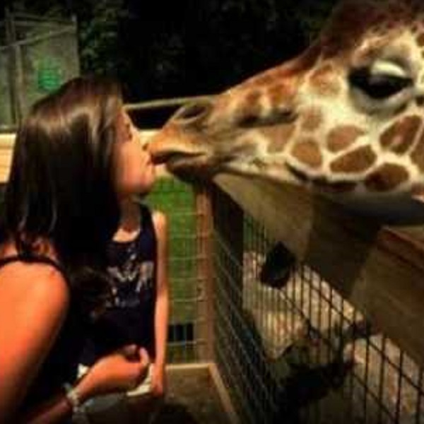Visitors can get close up and in their face with a variety of zoo folk, including receiving giraffe kisses.