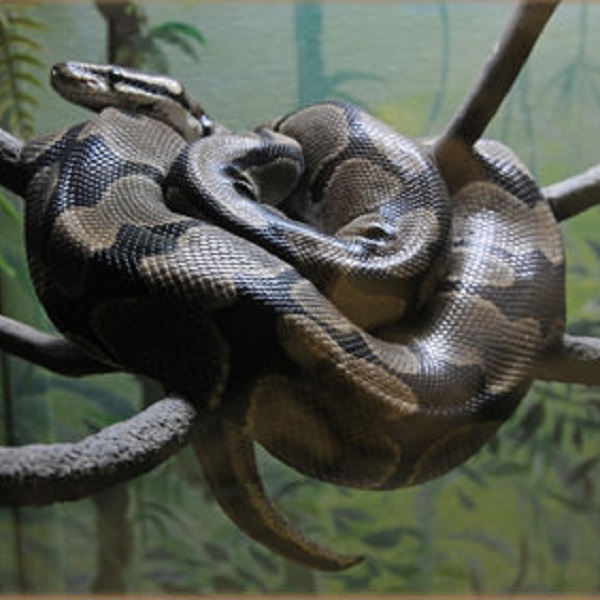 The Reptile Center has several varieties of snakes, including anaconda from South America.