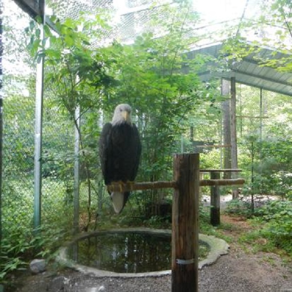 Animals that cannot be safely released back into nature, like this Bald Eagle, become residents of the Center and help to educate their public visitors.