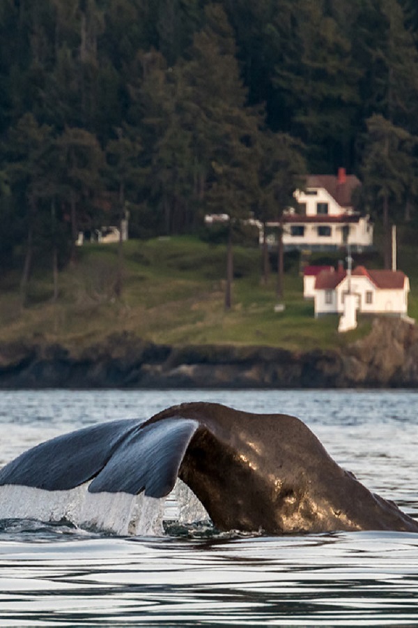 Turn Point Lighthouse  - Display Image