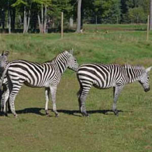 Zebras, such as Wildwood’s residents Zeus and Zaire, have black skin beneath their white fur, making them black with white stripes!