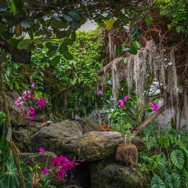 Los Angeles Arboretum    - Webpage Image