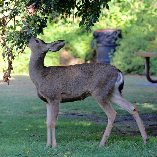 There are many opportunities to see animal species, such as deer, roaming the 120-acre preserve.