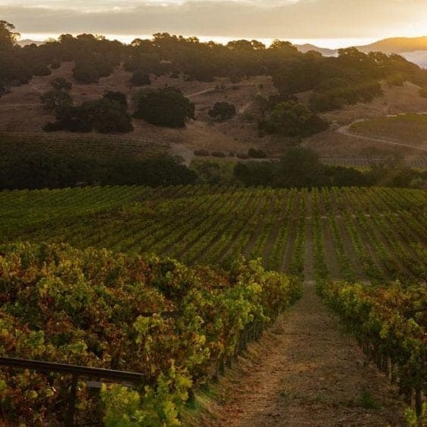 Indulge in wine tastings at nearby vineyards, savor gourmet food pairings, and learn about the rich history of winemaking in the area. 