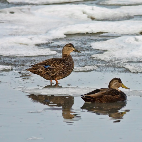 Bombay Hook NWR has both migratory birds as well as those that call it home year-round. 