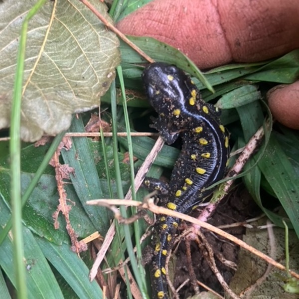 These native species provide essential habitat for various birds, insects, and other wildlife, creating a harmonious ecosystem within the gardens.