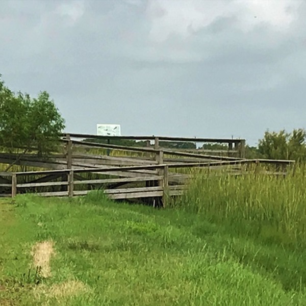 Amidst the foliage is a beautifully constructed boardwalk and a bird blind crafted from driftwood and recycled materials. 