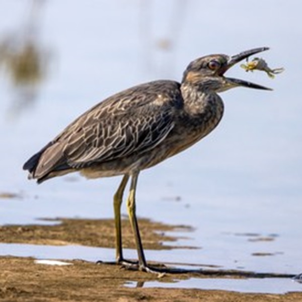 Depending on the season, long-legged waders like Willets, American Avocets, and Black-necked Stilts may grace the mudflats, searching for tasty crustaceans. 