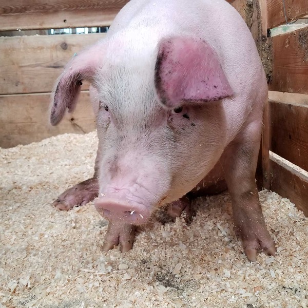 Butte/Lawrence County Fair - Webpage Image