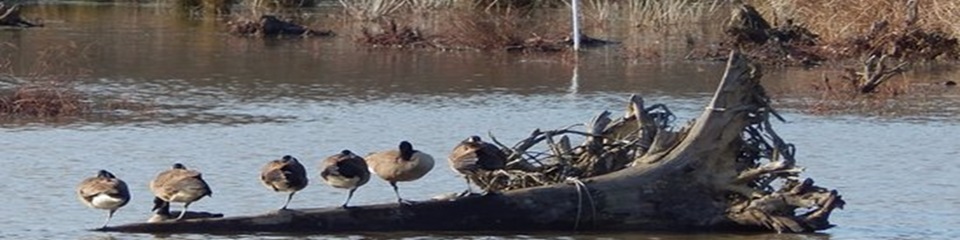 Huntly Meadows  - Header Image
