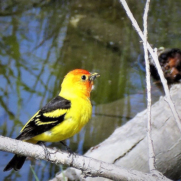 Dungeness River Nature Center - Webpage Image
