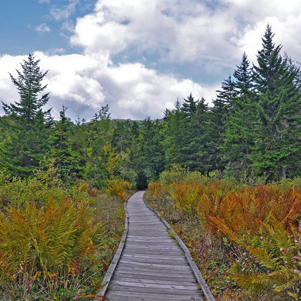 Cranberry Glades is the largest bog complex south of the Great Lakes, formed about 10,000 years ago when the melting of glaciers created a cool, moist environment. 