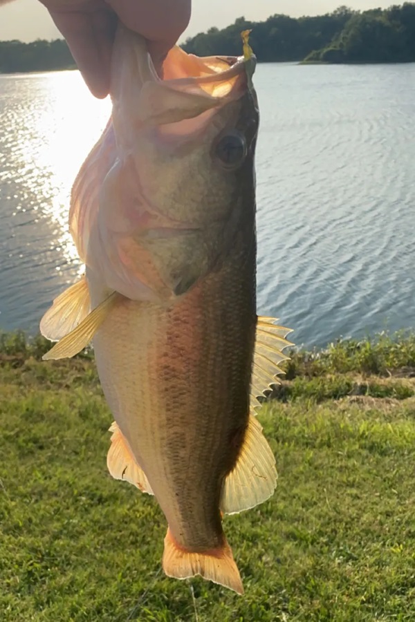 Altamont/Idle Hour Lakes   - Display Image