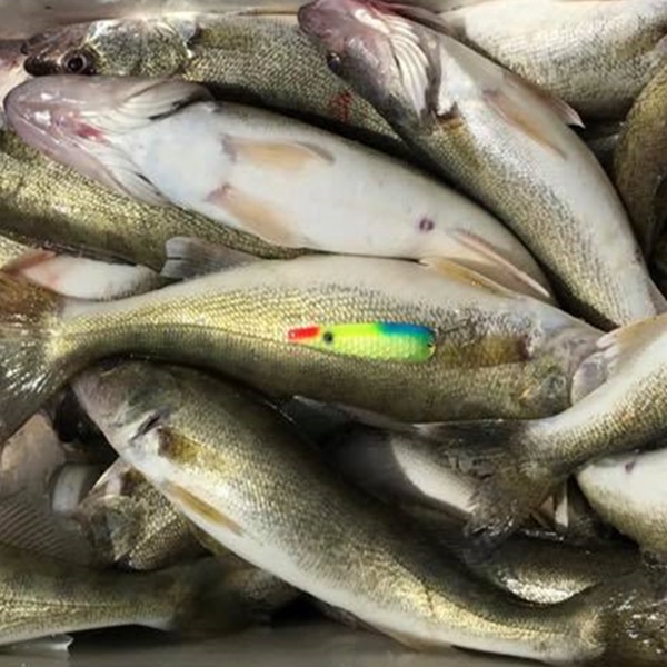 White Lake hosts several fishing tournaments throughout the year, attracting anglers from across Michigan and beyond. 