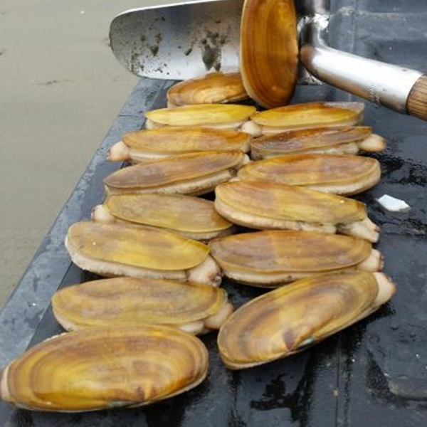 Ocean Shores is often referred to as the "Razor Clam Capital of the World" due to its abundance of razor clams along its sandy beaches. 