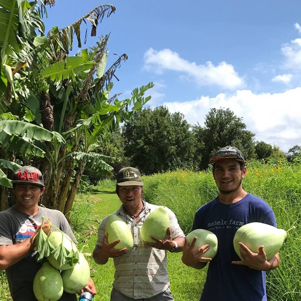 Taro, known as kalo in Hawaiian, holds a special place in Hawaiian culture as both a food source and a sacred plant with spiritual significance. 