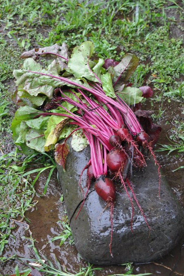 East Maui Taro Festival, Inc.    - Display Image