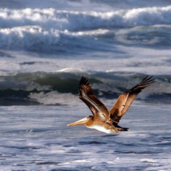 Featured image for Lake Earl Wildlife Area  