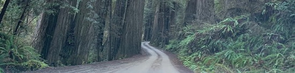 Jedediah Smith Redwoods State Park  - Header Image