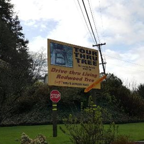 Suggested destination image for Tour Thru Tree  