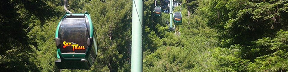 Trees of Mystery    - Header Image