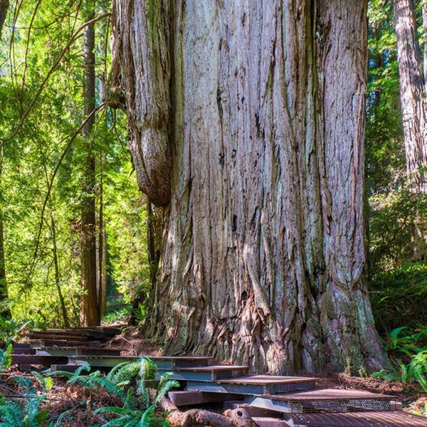 Featured image for Grove of Titans    