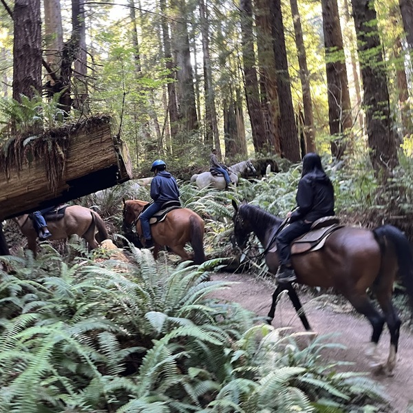 Featured image for Crescent Trail Rides   