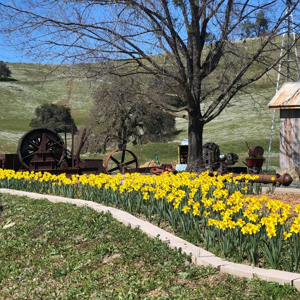 The Sutter Creek Gold Mine offers guided tours that take visitors underground to see what life was like for miners during the Gold Rush. 