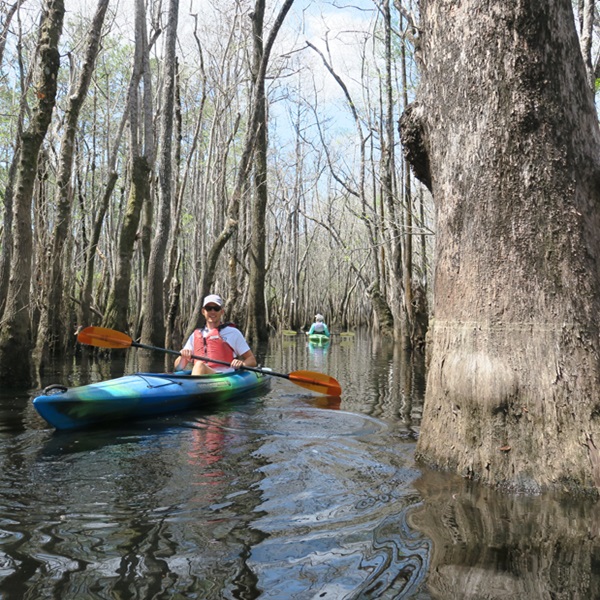 The Apalachicola River Paddling Trail System winds its way through some of Florida's most stunning natural landscapes, including lush wetlands and towering cypress swamps.  