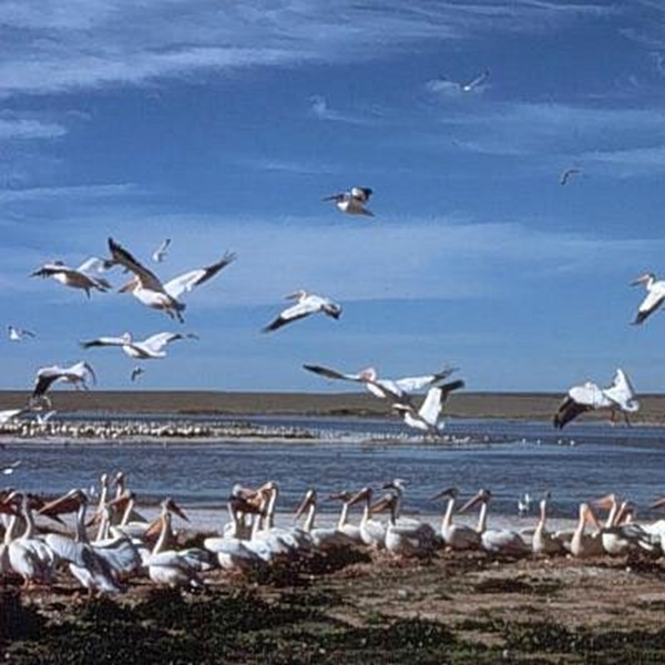 The surrounding area provides opportunities for outdoor activities, including hiking, fishing, and birdwatching. 