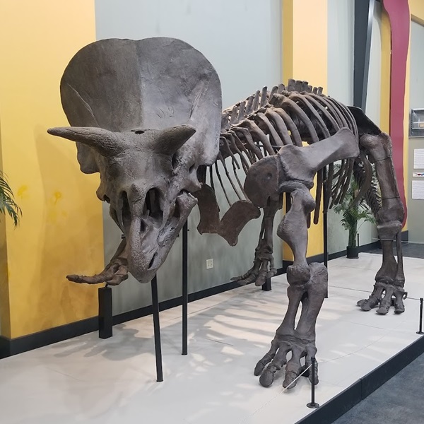 Highlights include the skeletons of the Tyrannosaurus rex and Triceratops. 