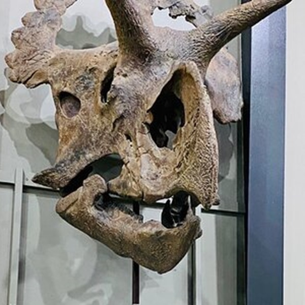The museum features an impressive collection of dinosaur fossils, including complete skeletons and partial remains. 
