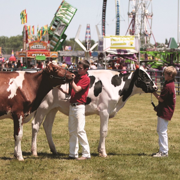 Harvard Milk Days      - Webpage Image