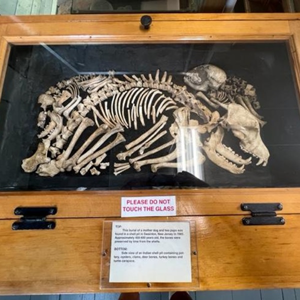 Alan Ewing Carman Museum of Prehistory - Webpage Image