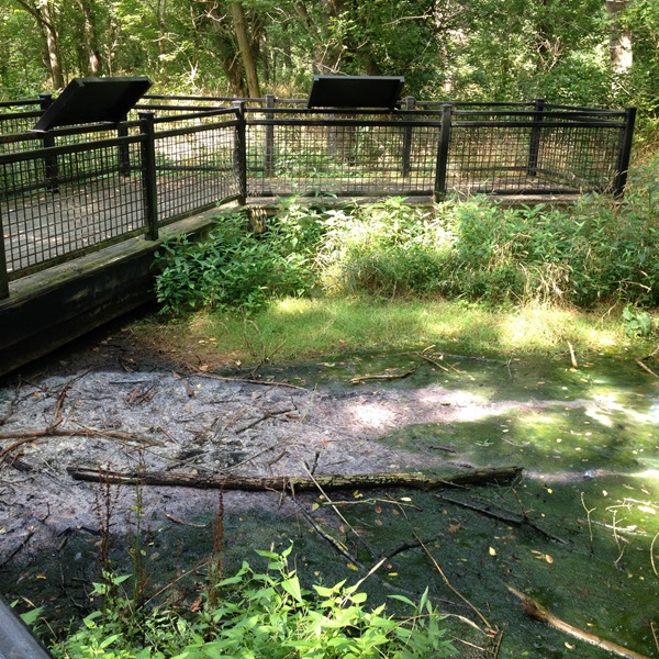 The park offers several hiking trails that wind through its wooded landscapes and lead to viewpoints overlooking the natural salt lick and surrounding areas. 