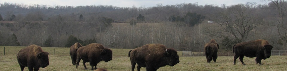 Big Bone Lick State Park   - Header Image