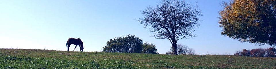 Reinbow's End Farm    - Header Image